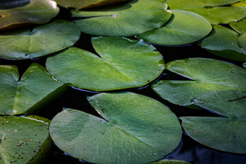 Lily pads closeup sunlight pond texture © gaia