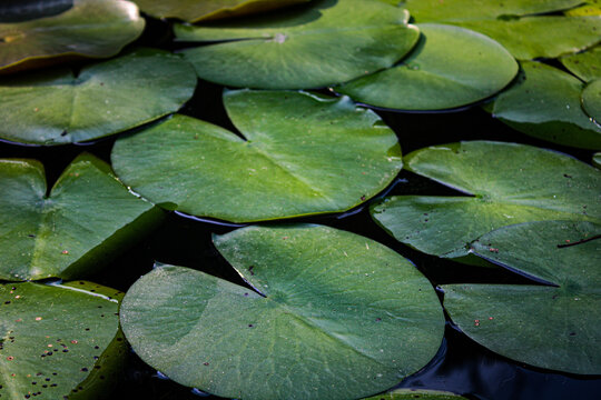 Lily pads closeup sunlight pond texture