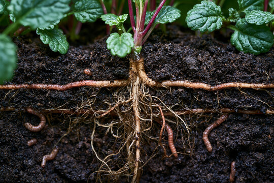 Healthy plant roots with dark living soil and earthworms showcasing regenerative agriculture soil biology and underground ecosystem health