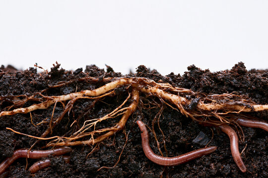 Healthy plant roots with dark living soil and earthworms showcasing regenerative agriculture soil biology and underground ecosystem health