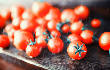 Fresh farm cherry tomatoes on a wooden background after the rain. © alexkich
