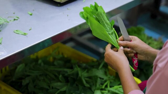A close-up shot of hands trimming and preparing fresh hydroponic greens before sale.