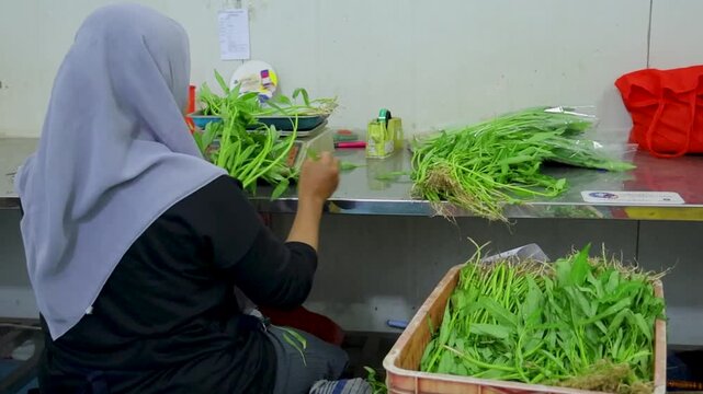 A close-up photo of hands trimming and preparing fresh hydroponic water spinach before sale.