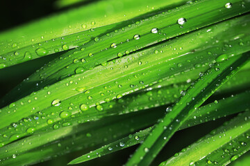 Fototapeta premium Close-Up of Dew-Dripping Green Grass Blades with Natural Morning Light