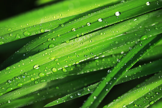 Close-Up of Dew-Dripping Green Grass Blades with Natural Morning Light