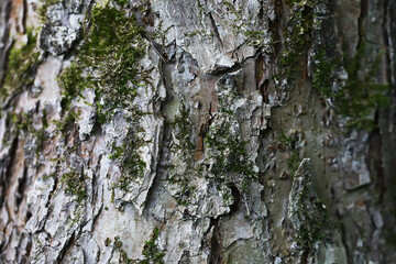 Fototapeta premium Textured Tree Bark with Moss Growth in Natural Forest Setting