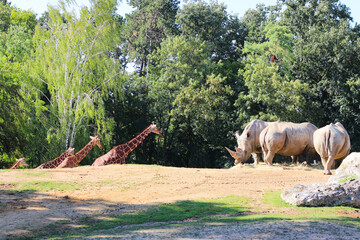 Rhinoceroses standing in a wildlife park surrounded by nature © tamara