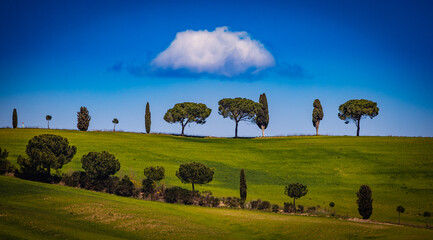 Obraz premium Tuscan rolling hills with cypress and pine trees