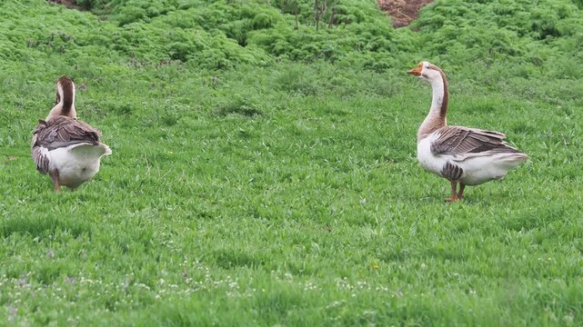 Two domestic geese grooming on a green grass meadow