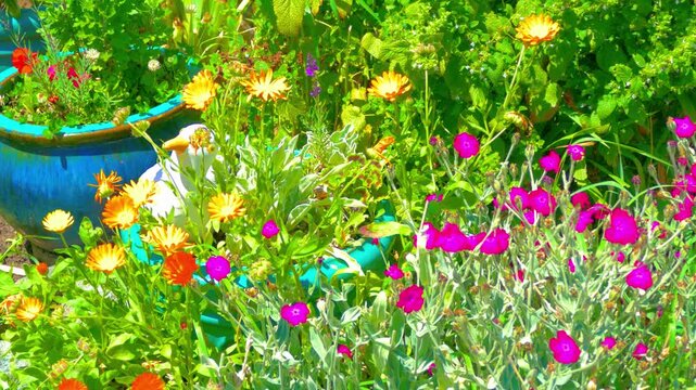 Colorful flower pots with blooming marigolds in cottage garden