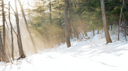 Obraz premium Sunlight shines through trees in a snowy forest during winter
