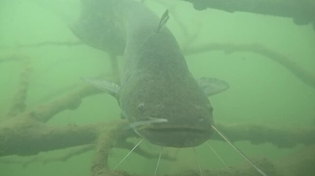 Wels catfish extending barbels from shelter underwater close up