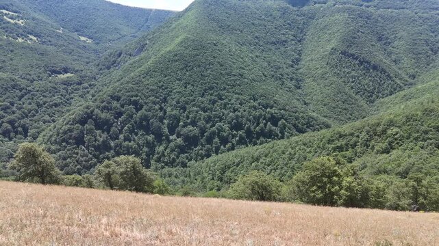 Prato secco con erba ingiallita e alberi isolati che si apre verso montagne boscose ricoperte di vegetazione verde e fitta, sotto un cielo limpido