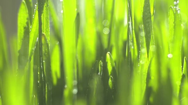 Fresh green grass blades glisten with dewdrops. Sunlight filters softly through the foliage. Blurred background enhances vibrant green tones. Droplets sparkle as they cling to leaves