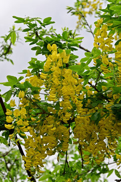 Close-up of bright yellow golden chain tree flowers blooming in a garden under a cloudy spring sky