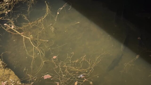 view of a school of barbel fish swimming from the upper to the lower part of the frame through the clear greenish waters of an irrigation canal on a spring morning