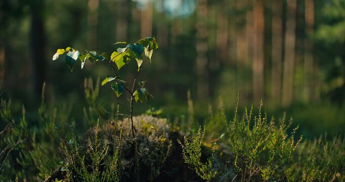 Slow panning shot of a young tree growing from a moss covered forest floor in a sunlit pine woodland. Warm natural light creates a peaceful woodland atmosphere.