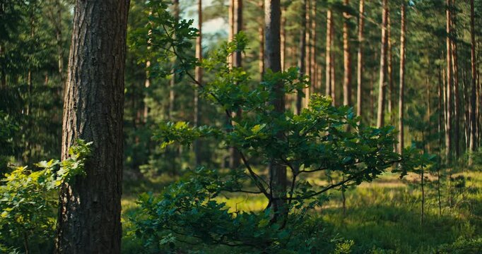 Slow panning shot through a peaceful pine forest featuring a young tree in the foreground. Warm natural light and lush woodland create a calm and scenic forest atmosphere.