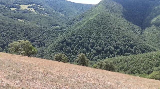 Prato secco con erba ingiallita e alberi isolati che si apre verso montagne boscose ricoperte di vegetazione verde e fitta, sotto un cielo limpido