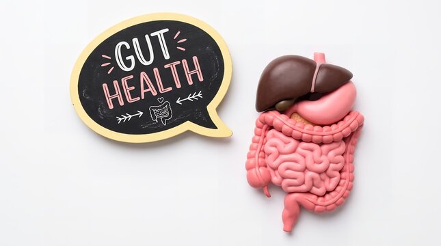 Anatomical model of human internal organs featuring stomach liver and intestines alongside a speech bubble blackboard display containing written text about wellness and medical education