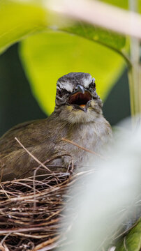 closeup mouth opened bird on nest, white browed bulbul, isolated blur background 