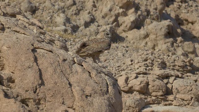 A Pharaoh eagle-owl rests calmly on a rocky desert cliff, its plumage lit by soft daylight.