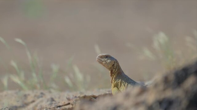 A spiny tailed lizard is captured in profile portrait, its scaled skin sharply detailed against a softly blurred golden grass background.