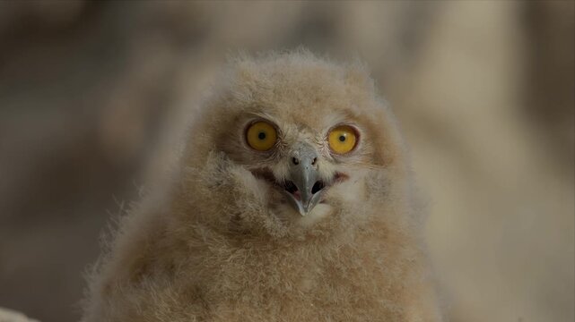 An eagle owl chick perches on a rock in the desert as the camera zooms in from a distance, bringing its fluffy down and watchful eyes into focus.