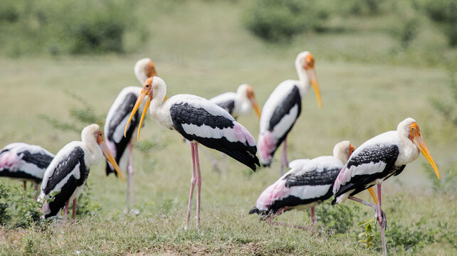 Painted stork Birds in Udawalawa Safari park, Sri Lanka