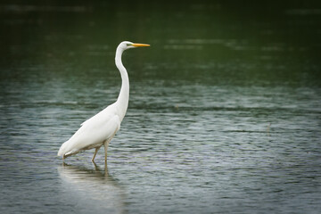 Obraz premium Great Egret, Ardea alba, a white bird wading and foraging in shallow water.