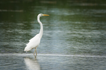 Obraz premium Great Egret, Ardea alba, a white bird wading and foraging in shallow water.