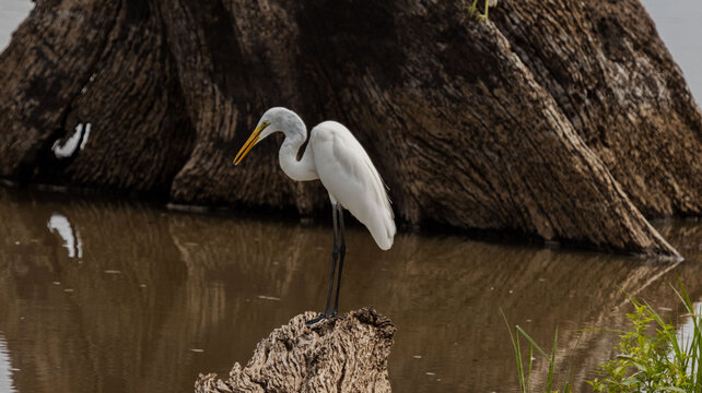 bird on water old wooden trunk background, great egret 