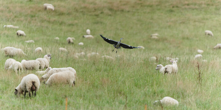 Grey heron Ardea cinerea bird flying and landing among a herd of domestic sheep Ovis aries grazing on a green pasture meadow