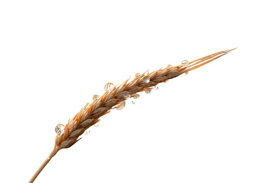 Golden wheat ear with fresh dew drops, symbolizing harvest, agriculture, and organic food growth on transparent background