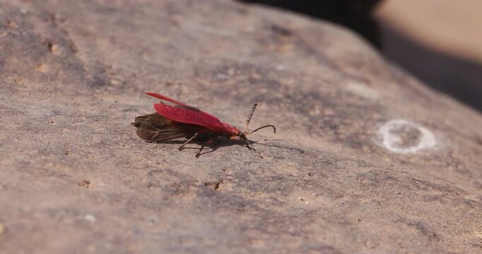 Red Lycid Net-winged Beetle spreading wings on stone; slow motion morning macro abdomen display