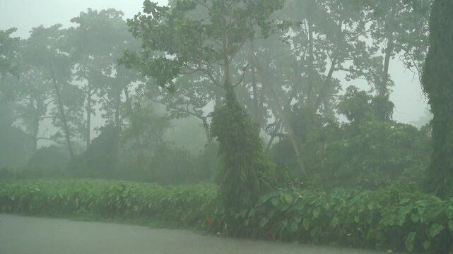 A slow vertical tilting shot looking up through a misty, rain-soaked tropical forest path, showing tall trees and elephant ear leaves swaying as heavy rain blankets the dense vegetation.