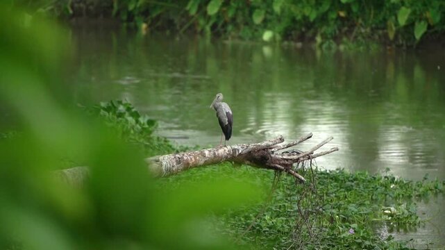 A static medium shot of an Asian openbill stork (Anastomus oscitans) perched on a dead, fallen tree trunk in the middle of a river as heavy rain ripples the water's surface.