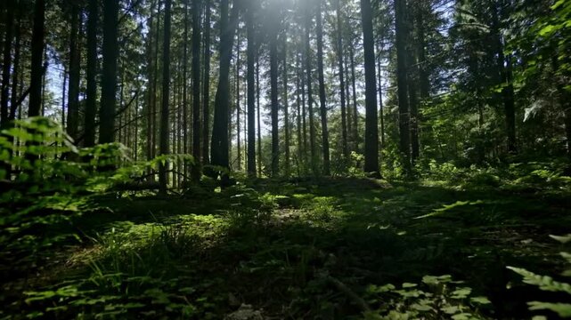 Sun-drenched pine forest with bright lens flare, lush green woodland floor with ferns and moss, cinematic morning light in a dense coniferous forest