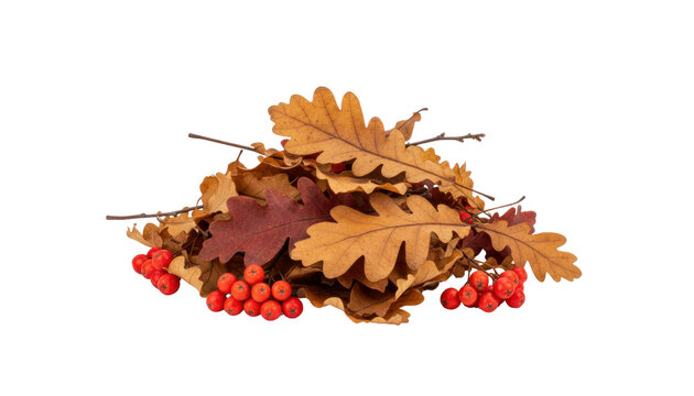 Autumn oak leaves still life, dried brown foliage and acorns, red rowan berries seasonal nature composition for fall design isolated PNG with Transparent Background