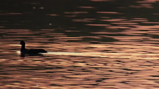 Silhouette of a Eurasian coot moving effortlessly through sparkling golden water at sunset.