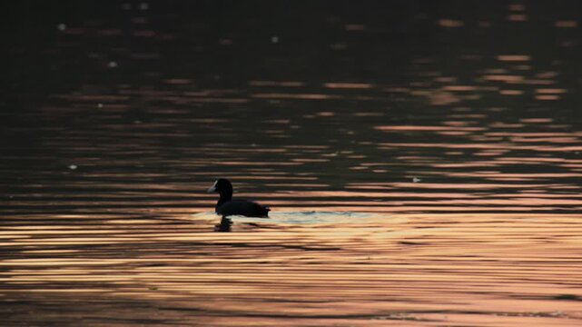Eurasian coot swimming on golden water at sunset, creating a serene atmosphere in its natural wetland habitat.