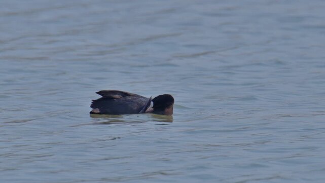 Eurasian coot swimming on a freshwater lake in natural habitat.