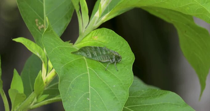 Close up handheld shot of Katydid, Tettigoniidae, on green leaf
