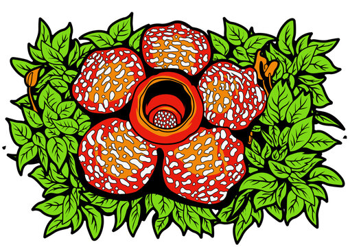 Rafflesia Flower Vector Illustration
