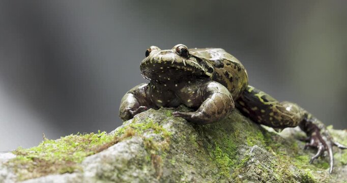 Close up of Thoropa miliaris resting on rock
