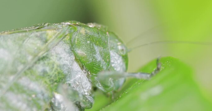 Macro close up of Katydid. Camera moving away, blurring