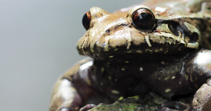 Macro close up shot of Thoropa miliaris face on rock