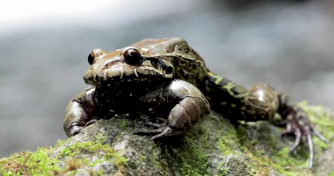 Thoropa miliaris on rock closing its eyes. Close up, static