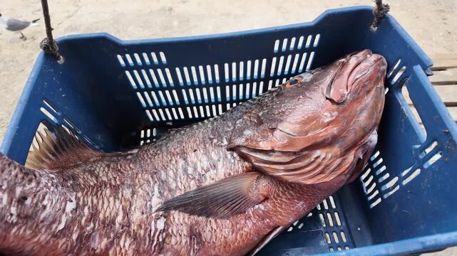 High-angle documentary capture of a snapper's raw texture, scales, and vivid eye, highlighting the authentic local fishing industry
