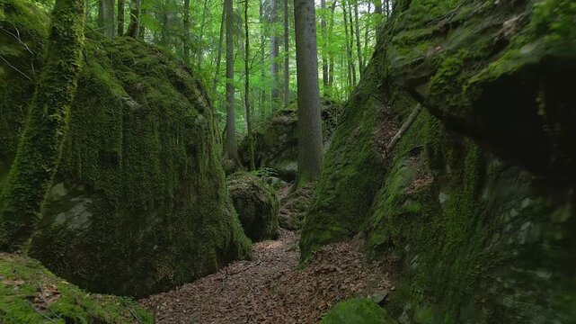 Mystical mossy forest canyon with ancient stone boulders, lush green woodland scenery, magical deep forest landscape with rock formations